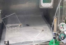 Hombre lleva a una cucaracha herida a hospital veterinario en Tailandia tendencias, cucaracha, tailandia,