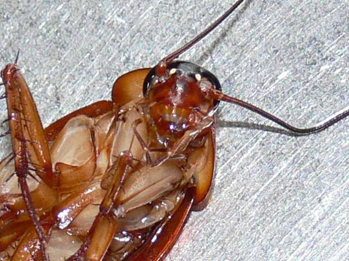 cucaracha