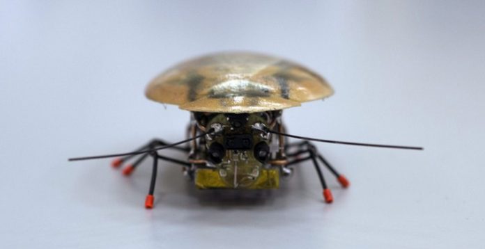cucaracha-espia