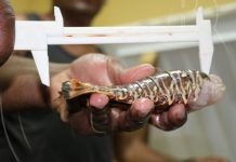 Decomisan langosta fuera de talla en Siuna