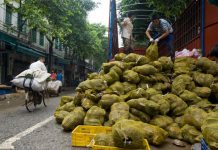 Puerto Rico: Encuentran cocaína oculta en arbustos