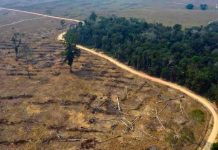 Deforestación en Amazonía brasileña registra avance récord de 41% en mayo brasil, medio ambiente, deforestacion, amazonia,