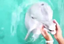 Delfín recuperó celular que había caído al fondo del mar