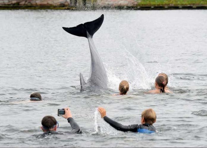 delfines