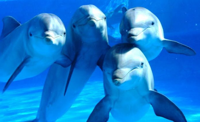 delfines-hablando-portada