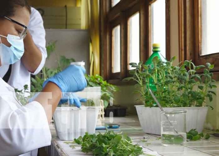 delia-1 nicaragua, esteli, papas, bonos,