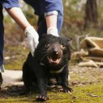 australia, demonios de tasmania, animales,