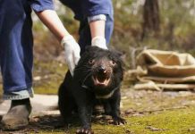 australia, demonios de tasmania, animales,