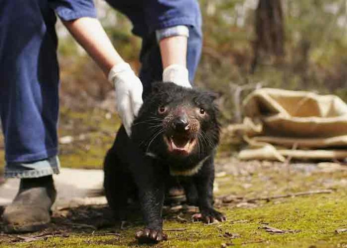 australia, demonios de tasmania, animales,