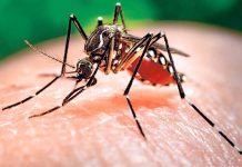 Honduras y El Salvador, los más afectados por el dengue y zika