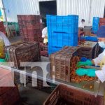 Doselva: la empresa en Nicaragua que exporta cúrcuma, jengibre y vainilla nicaragua, vainilla, empresa, planta, granada, jengibre,