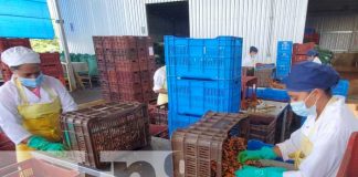 nicaragua, vainilla, empresa, planta, granada, jengibre,