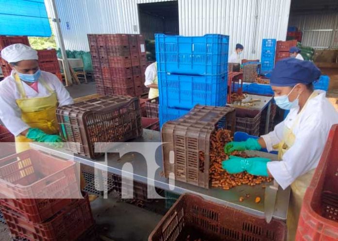 doselva-vainilla-3 nicaragua, vainilla, empresa, planta, granada, jengibre,