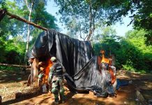 Paraguay desmantela centro de producción de marihuana