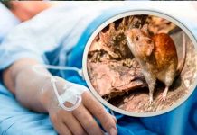 Detectan un primer caso humano de hantavirus en el estado de Míchigan Estados unidos, Míchigan, hantavirus, humano, primer caso,