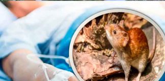 Estados unidos, Míchigan, hantavirus, humano, primer caso,