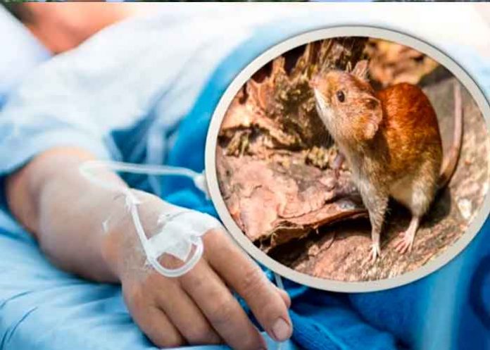 Estados unidos, Míchigan, hantavirus, humano, primer caso,