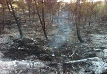 El Salvador: 42 incendios fueron atendidos por bomberos este fin de semana