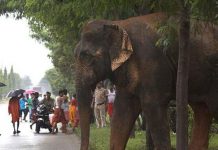 Dos elefantes mueren electrocutados en el este de India