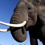 Elefante rompe la pared de una cocina para robar comida en Tailandia video, viral, elefante, comida, robo, tailandia, insolito,