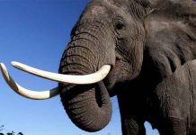 Elefante rompe la pared de una cocina para robar comida en Tailandia video, viral, elefante, comida, robo, tailandia, insolito,