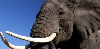 video, viral, elefante, comida, robo, tailandia, insolito,