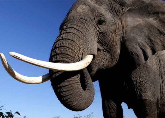 video, viral, elefante, comida, robo, tailandia, insolito,