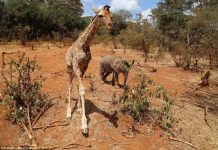 En fotos: Conozca la tierna amistad entre un elefante y una jirafa