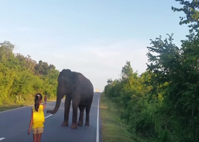 elefante