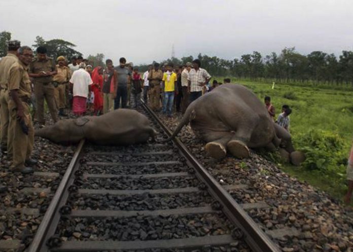 elefante