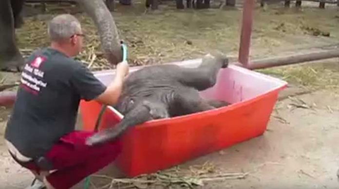 elefante