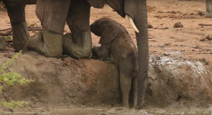 elefante-atrapado-en-lodo