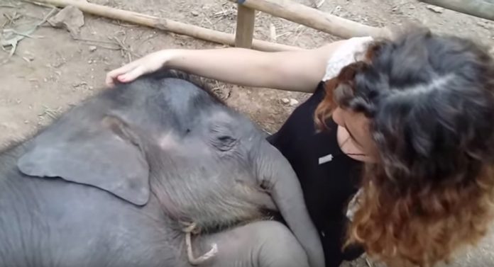 elefante-cuna