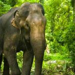 India: Elefante mató a 16 personas después de ser rechazado por rebaño india, elefante, rebaño, accidente,