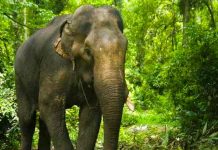 india, elefante, rebaño, accidente,
