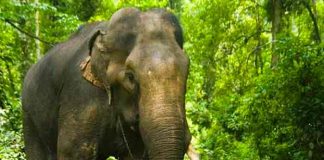 india, elefante, rebaño, accidente,
