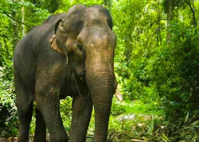 india, elefante, rebaño, accidente,