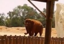 Elefante mata a una niña lanzándole una roca a la cabeza