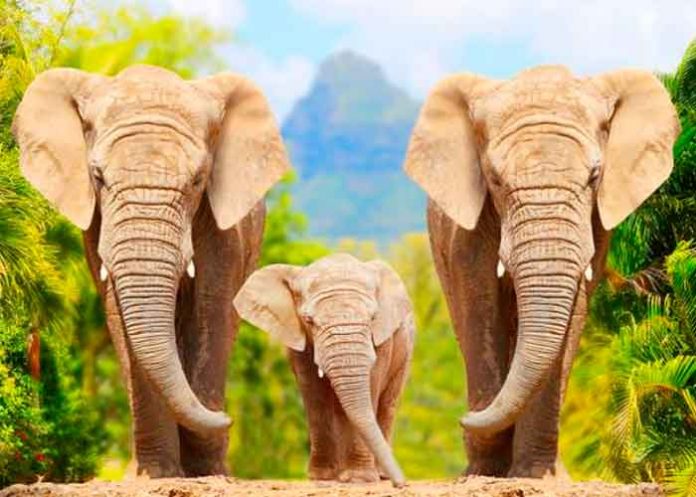 video, china, manada, elefantes, viral, siesta, redes sociales, mamiferos,