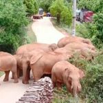 Manada de elefantes que vaga por China mantiene alerta china, elefantes, manada, migracion,