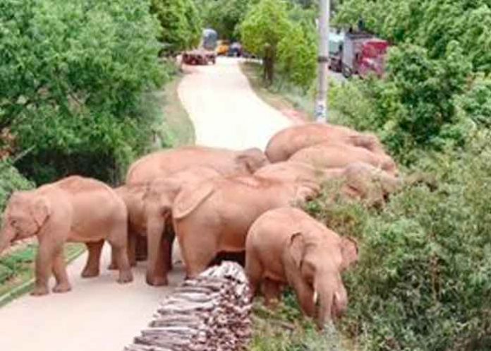 china, elefantes, manada, migracion,