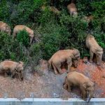 Un elefante se separa de la manada que recorre campos y aldeas en China china, elefantes, manada, animales,
