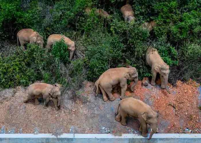 china, elefantes, manada, animales,