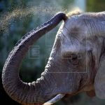 Rescatan a pareja de elefantes salvajes de una playa en Bangladés banglades, pareja, elefantes, playa,