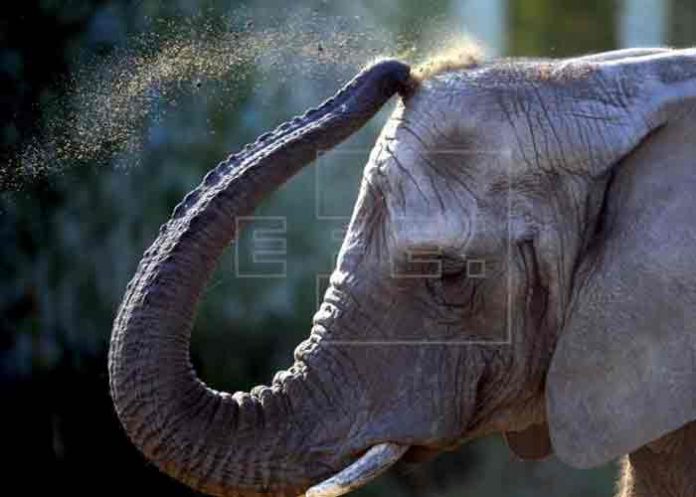 elefantes-rescatados- banglades, pareja, elefantes, playa,