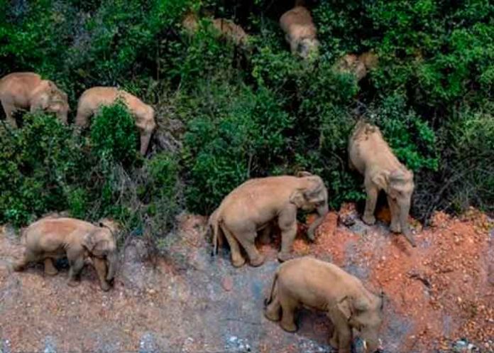 China, Yunnan, elefantes, migración,