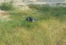 Embolsado hallan cadáver de hombre en San Pedro Sula