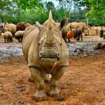 En busca del amor, la rinoceronte blanca «Emma» llega a Japón japon, rinoceronte, animales,