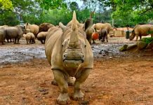 japon, rinoceronte, animales,