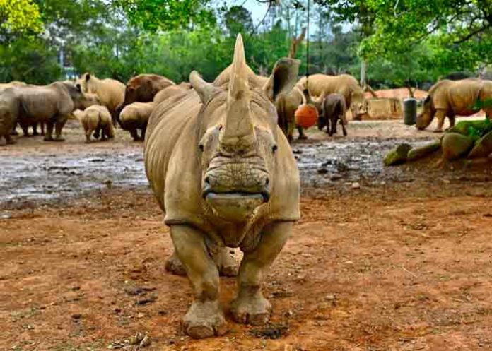 japon, rinoceronte, animales,
